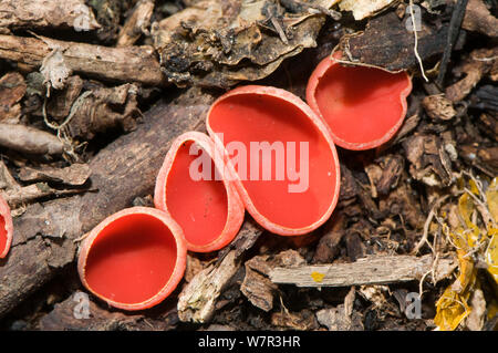 Scarlet cup fungo (Sarcoscypha coccinea) Orvieto, Umbria, Italia, Gennaio Foto Stock