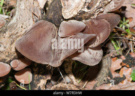 Giudeo l orecchio fungo (Auricularia padiglione auricolare-judae) cresce nei boschi, Orvieto, Umbira, Italia, Agosto Foto Stock