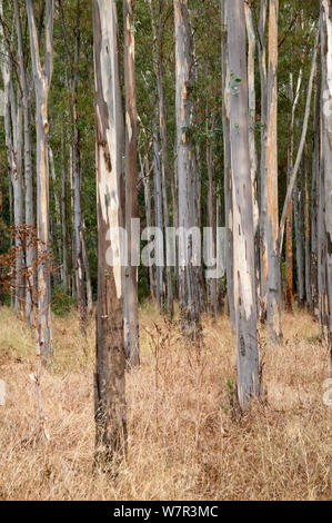 Blackwood acacia (acacia melanoxylon) bosco, nei pressi di Su Gologone, Sardegna, Italia, Gennaio Foto Stock