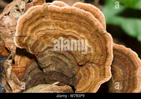 Staffa di Pelle fungo (Stereum subtomentosum) Cipro Foto Stock