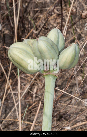 Sea Daffodil (Pancratium maritimum) sementi di baccelli Argentario, Orbetello, Lazio, l'Italia, Ottobre Foto Stock