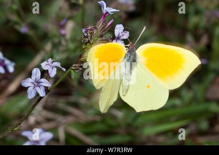 Cleopatra butterfly (Gonepteryx cleopatra) maschio alimentazione, vicino a Pescia Romana, costa del Lazio, l'Italia, Ottobre Foto Stock