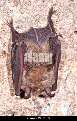 Ferro di Cavallo minore Bat (Rhinolophus hipposideros) entra in modalità di ibernazione in una tomba etrusca, Podere Montecucco, nei pressi di Orvieto, Umbria, Italia, Ottobre Foto Stock