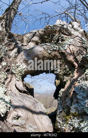 Antico castagno trunk (Castanea sativa) coperto di licheni, sul monte Cimino, vicino Viterbo, Italia, Aprile Foto Stock