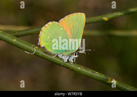 Green Hairstreak butterfly (Callophrys rubi) sulla scopa spagnola (Spartium junceum). Torrealfina, Orvieto, Italia, Aprile Foto Stock