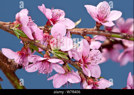 Peach blossom (Prunus persica) nel giardino, Orvieto, Italia, Aprile Foto Stock