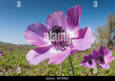 Corona (anemone coronaria Anemone) forma magenta, in fiore, Gious Kambos, Spili, Creta, Aprile Foto Stock