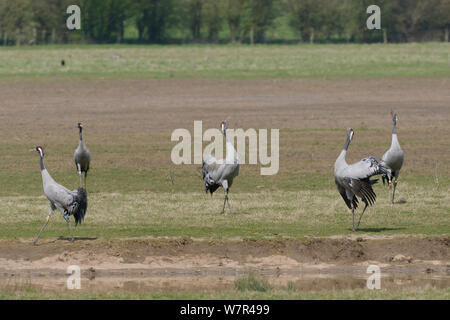 Tre anni / comune gru eurasiatica (grus grus) 'Monty", "Chris" e "Ruby", rilasciato dal grande progetto di gru, bugling in unisono come carici si allontana e 'Wendy' orologi, sui pascoli inondati, Gloucestershire, UK, aprile 2013. Foto Stock