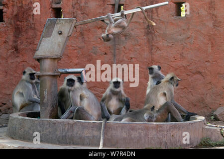 Hanuman / delle Pianure Settentrionali Langur grigio (Semnopithecus entellus) gruppo seduto in una fontana in Ranthambore fort, il Parco nazionale di Ranthambore, Rajasthan, India, Giugno Foto Stock