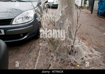 Bird Cherry Ermellino Tarma (Yponomeuta evonymella) larve soffocamento alberi nella zona suburbana di street. Hampton Middlesex, Regno Unito. Giugno 2013 Foto Stock