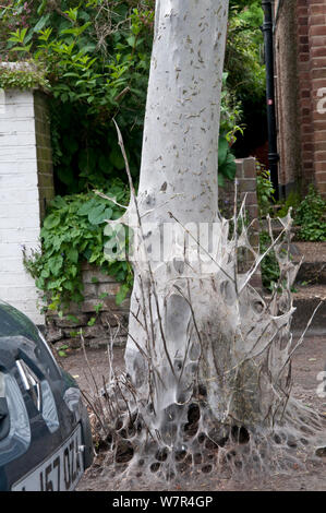 Bird Cherry Ermellino Tarma (Yponomeuta evonymella) larve soffocamento alberi nella zona suburbana di street. Hampton Middlesex, Regno Unito. Giugno, 2013 Foto Stock