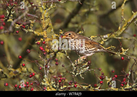 Tordo Bottaccio (Turdus philomelos) mangia Hawthorn berry nella siepe su terreno coltivato, Cheshire, Regno Unito, novembre Foto Stock