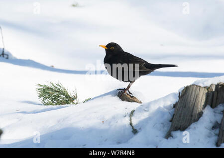 Merlo comune (Turdus merula) maschio adulto nella neve, Finlandia, Aprile Foto Stock