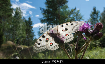 Apollo di montagna (Parnassius apollo) basking, Finlandia, Luglio Foto Stock