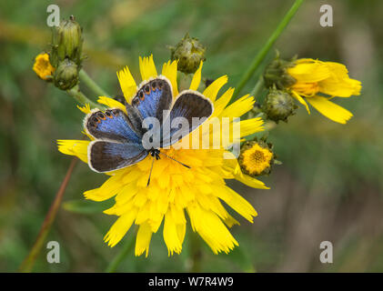 Northern blu (Plebejus idas) femmina sul fiore hawksbit, Finlandia, Luglio Foto Stock