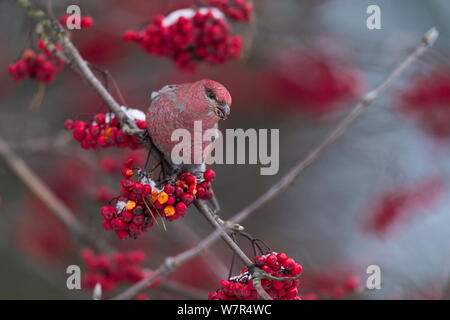 Pine Grosbeak (Pinicola enucleator) maschio adulto, su appollaiato sul ramo con frutti di bosco. Finlandia, Gennaio Foto Stock