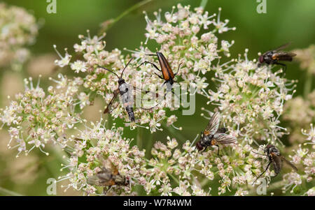 Rosso-punta falena Clearwing (Synanthedon formicaeformis) adulto tra un maggiolino e vola su Umbellifera (Umberlliferae / Apiacea) fiore, Finlandia, Luglio Foto Stock