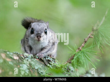 Siberian scoiattolo battenti (Pteromys volans) ritratto, Finlandia, possono Foto Stock