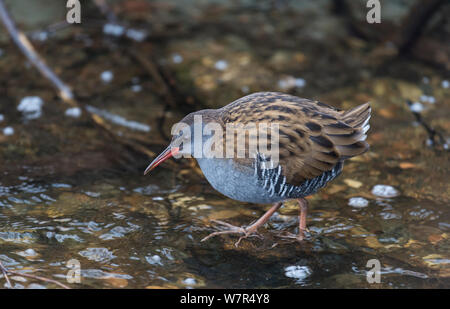 Porciglione (Rallus aquaticus) passeggiate in acque poco profonde, Finlandia, Gennaio Foto Stock