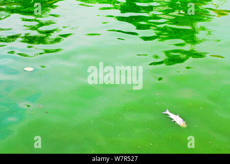 Vista di un focolaio di alghe blu-verdi sul lago Chaibo nella città di Wuhan, Cina centrale della provincia di Hubei, 3 giugno 2017. Un focolaio di blu-verde alg Foto Stock