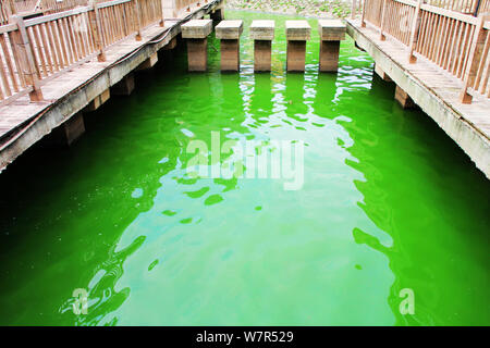Vista di un focolaio di alghe blu-verdi sul lago Chaibo nella città di Wuhan, Cina centrale della provincia di Hubei, 3 giugno 2017. Un focolaio di blu-verde alg Foto Stock