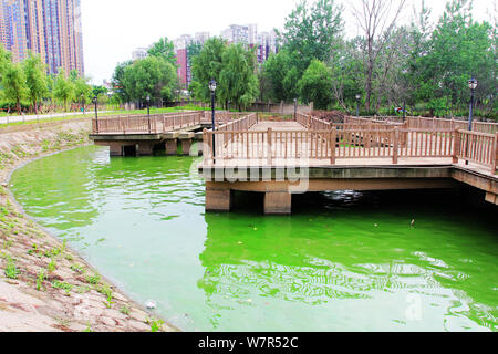 Vista di un focolaio di alghe blu-verdi sul lago Chaibo nella città di Wuhan, Cina centrale della provincia di Hubei, 3 giugno 2017. Un focolaio di blu-verde alg Foto Stock