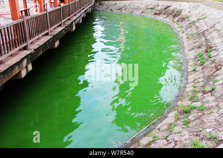 Vista di un focolaio di alghe blu-verdi sul lago Chaibo nella città di Wuhan, Cina centrale della provincia di Hubei, 3 giugno 2017. Un focolaio di blu-verde alg Foto Stock