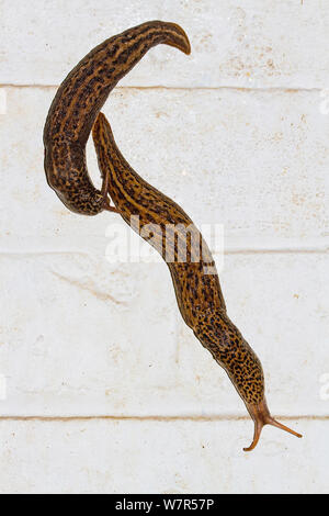 Leopard Slugs (Limax maximus) una coniugata coppia su una parete di notte, Lewisham, Londra, Luglio Foto Stock