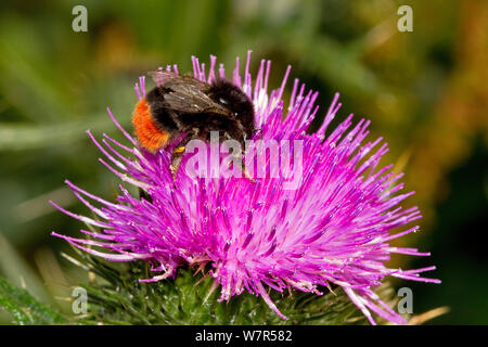 Red-tailed Bumblebee (Bombus lapidarius) lavoratrice su thistle Lewisham, Londra, Luglio Foto Stock