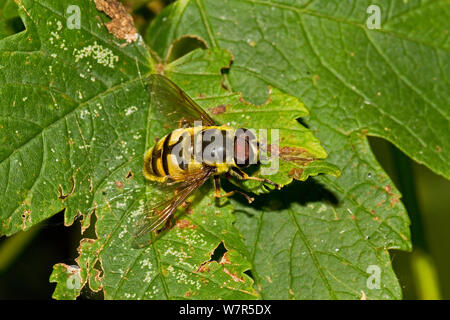 Hoverfly (Myathropa florae) Lewisham, Londra, settembre Foto Stock