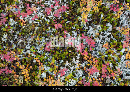 Tundra vegetazione in autunno colori, Skaftafell, Vatnajokull National Park, Islanda, Settembre 2009 Foto Stock