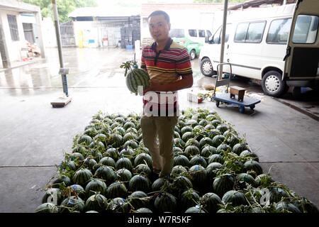 Zhu Linjie, uno della città 10 certificati gli ispettori di cocomero, valuta i cocomeri in un magazzino a Pudong New Area, Shanghai, Cina, 5 giugno 2017 Foto Stock