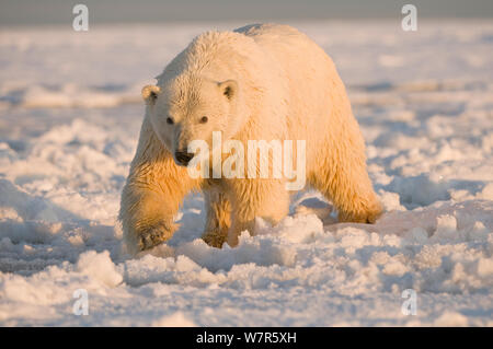 Orso polare (Ursus maritimus) tagged femmina con stuoia umida fur passeggiate sui nuovi pack di formazione di ghiaccio, Beaufort Sea, offshore dal 1002 area dell'Arctic National Wildlife Refuge, Alaska. Foto Stock