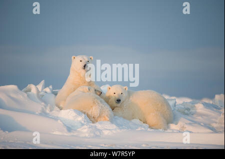 Orso polare (Ursus maritimus) scrofa allattava il bambino cubs sulla nuova confezione congelata ghiaccio, Beaufort Sea, spegnere il 1002 area dell'Arctic National Wildlife Refuge, versante Nord, Alaska Foto Stock