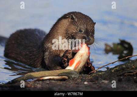 Lontra comune (Lutra lutra) alimentazione sul pesce, Thetford, Norfolk, Regno Unito, Marzo Foto Stock