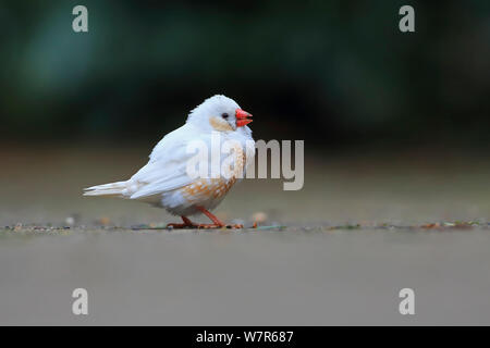 Zebra Finch (Taeniopygia guttata / Poephila guttata) escapee dalla prigionia. Norfolk, Regno Unito, Marzo Foto Stock