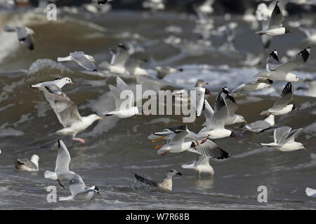 Mediterraneo (Larus melanocephalus) a testa nera (Chroicocephalus ridibundus) e comuni gabbiani (Larus canus) gregge in volo, Norfolk, Regno Unito, Marzo Foto Stock