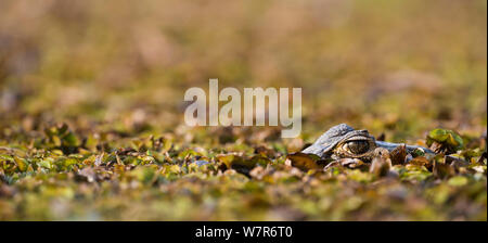 Caimano Yacare (yacare Caimano) sommerso di appoggio sul bordo del fiume Piquiri, Pantanal del Nord, Brasile. Foto Stock