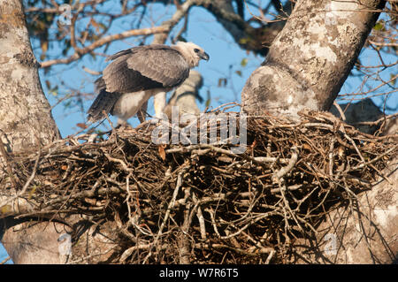 Arpia Aquila pulcino (Harpia harpyja) nel nido. Pousada Currupira d'Araras, a sud-ovest del Brasile. Foto Stock