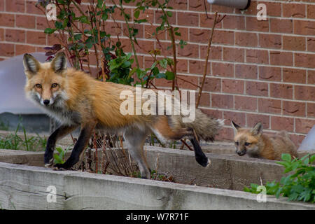 Red Fox (Vulpes vulpes vulpes) con cub emergenti dalla sua den vicino a una casa, Denver, Colorado, Stati Uniti d'America, Aprile. Foto Stock