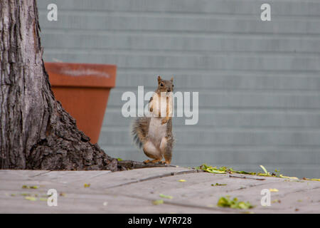 Fox scoiattolo (Sciurus niger) in piedi sulle zampe posteriori, Denver, Colorado, Aprile. Foto Stock