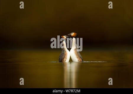 Svassi (Podiceps cristatus) coppia di eseguire la parte dei rituali di corteggiamento noto come la danza di erbaccia, Cheshire, Regno Unito, Marzo Foto Stock