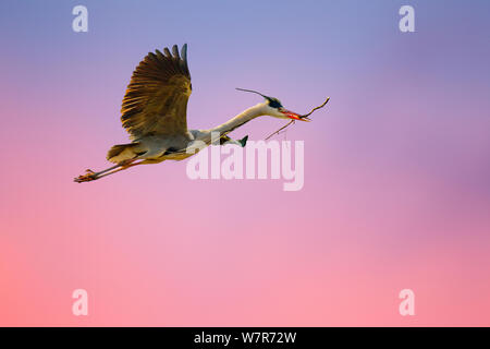 Airone cinerino (Ardea cinerea cinerea) in volo a ultima luce che porta il materiale di nidificazione, Blackpool, Regno Unito, Febbraio Foto Stock