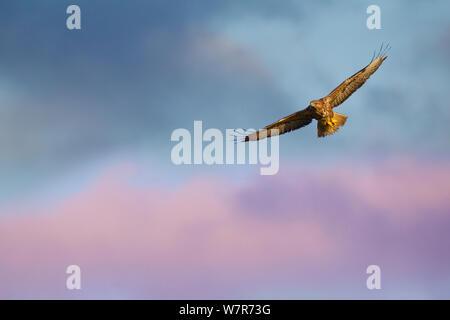 La poiana (Buteo buteo buteo) in volo a ultima luce, metà del Galles, UK, Marzo Foto Stock