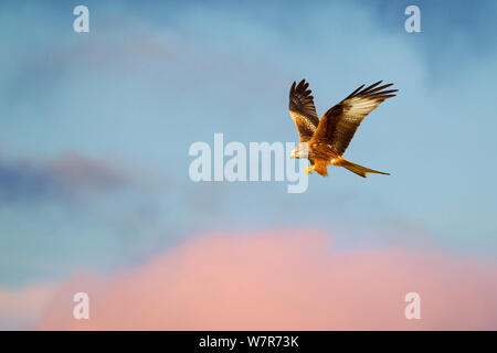 Nibbio reale (Milvus milvus) in volo a ultima luce, metà del Galles, UK, Marzo Foto Stock