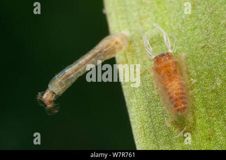 Nero vola larva e pupa (Simuliidae) attaccato allo stelo della pianta acquatica, Europa, Agosto, condizioni controllate Foto Stock