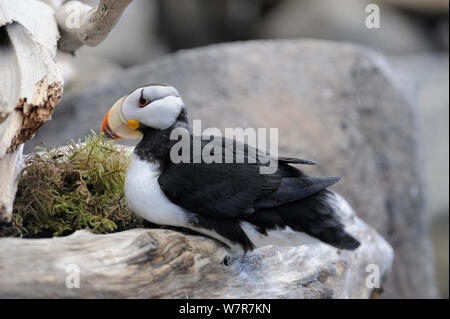 Cornuto Puffin (Fratercula corniculata) seduti sulle rocce, Alaska, STATI UNITI D'AMERICA, Giugno Foto Stock