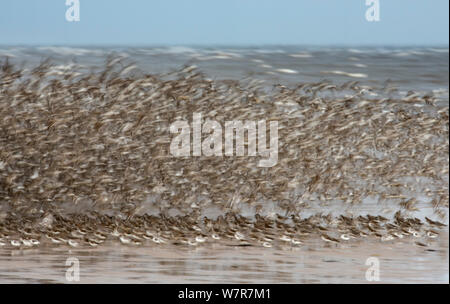 Immagine astratta del gregge di nodo (Calidris canutus) sul mare, Hoylake Wirral, Regno Unito, Luglio 2012 Foto Stock