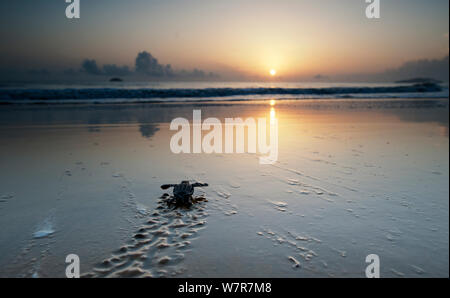 Tartaruga Liuto Hatchling (Dermochelys coriacea) attraversando una spiaggia verso il mare all'alba, Cayenne, Guiana francese, Luglio Foto Stock