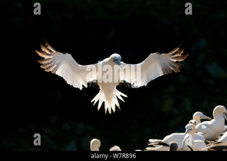 Gannett (Morus bassanus) adulto, retroilluminati da il sole del mattino, arrivando in terra in colonia, isole Shetland, Scotland, Regno Unito. Agosto. Foto Stock